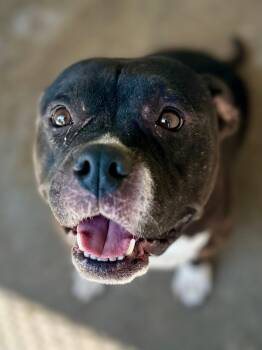 Sugar -  Pit Bull Terrier Dog Available for Adoption in Tom Bean, Texas - Sugar | PetCurious