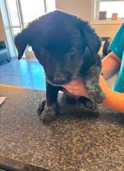 Lincoln -  Australian Shepherd and Mixed Breed Dog for Adoption in Severance, Colorado - Lincoln | PetCurious
