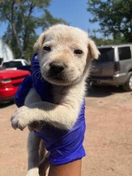 KIWI -  Mixed Breed Dog for Adoption in Dallas, Texas - KIWI | PetCurious