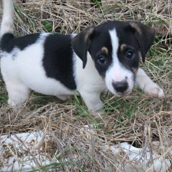 Mixed Breed Dogs Available for Adoption in Duncan, Oklahoma - Natasha | PetCurious