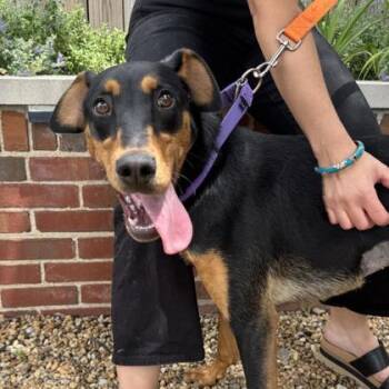 Tiverton -  Doberman Pinscher and Mixed Breed Dog for Adoption in Richmond, Virginia - Tiverton | PetCurious
