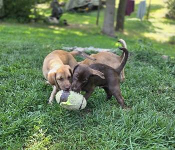 Rio -  Labrador Retriever and Standard Poodle Dog for Adoption in Brooklyn Center, Minnesota - Rio | PetCurious