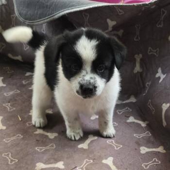 Wraith (Spectral Litter) -  Husky and Labrador Retriever Dog for Adoption - Wraith (Spectral Litter) | PetCurious