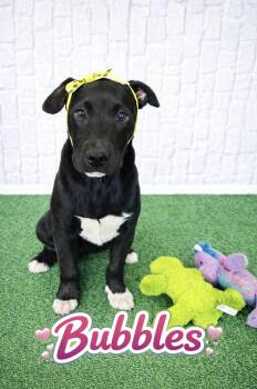 Boxer and Labrador Retriever Dogs Available for Adoption - Bubbles  | PetCurious
