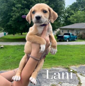 Lani -  Mixed Breed Dog for Adoption in Spring Hill, Tennessee - Lani | PetCurious