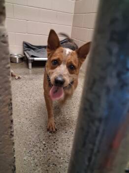 Maggie -  Australian Cattle Dog Blue Heeler Dog Available for Adoption in Burnsville, North Carolina - Maggie | PetCurious