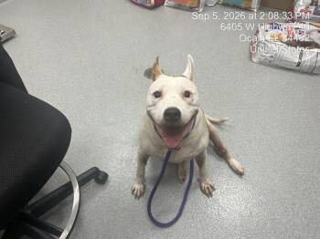 LOLA -  Pit Bull Terrier and Mixed Breed Dog for Adoption in Ocala, Florida - LOLA | PetCurious