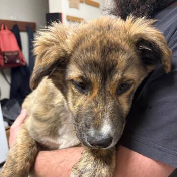 Shepherd and Husky Dogs Available for Adoption - Shania | PetCurious