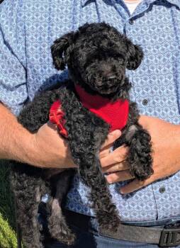 Pepper -  Poodle Dog for Adoption in Gonzales, Louisiana - Pepper | PetCurious