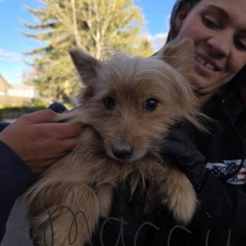 Maccay -  Mixed Breed Dog for Adoption in Klamath Falls, Oregon - Maccay | PetCurious
