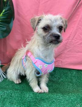 LILA -  Norfolk Terrier Dog for Adoption in Rowland Heights, California - LILA | PetCurious