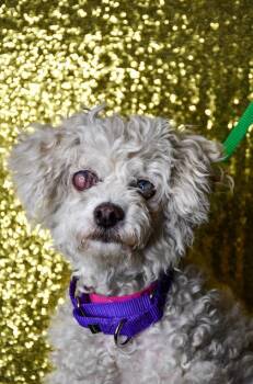 Pebbles -  Poodle and Mixed Breed Dog for Adoption in Yakima, Washington - Pebbles | PetCurious