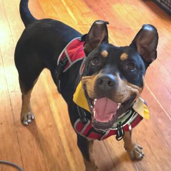 Mr. Beans -  Mixed Breed Dog for Adoption in San Francisco, California - Mr. Beans | PetCurious