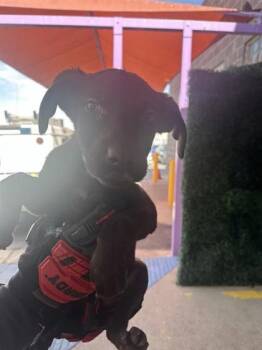 Retriever and Pit Bull Terrier Dogs Available for Adoption in El Paso, Texas - 60868474 | PetCurious