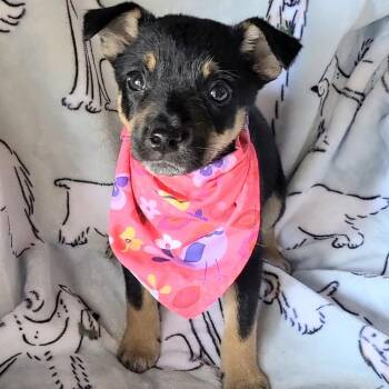 Neapolitan -  Mixed Breed Dog for Adoption in Woolwich, Maine - Neapolitan | PetCurious