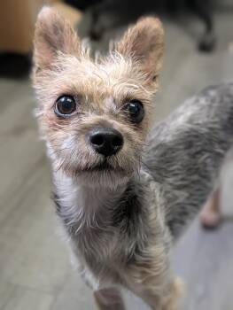 Dean -  Yorkshire Terrier Dog for Adoption in Plainfield, New Jersey - Dean | PetCurious