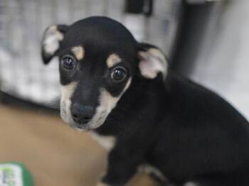Bear Claw -  Chihuahua and Dachshund Dog for Adoption in Portland, Oregon - Bear Claw | PetCurious