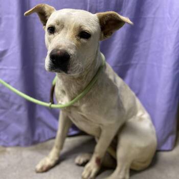 Pit Bull Terrier Dogs Available for Adoption in Modesto, California - A610719 | PetCurious