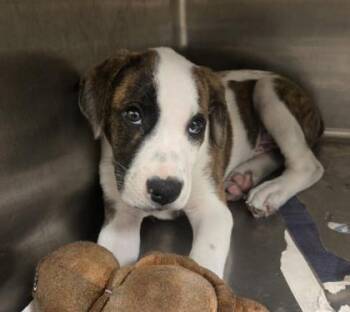 Beau -  Pit Bull Terrier and Mixed Breed Dog for Adoption in Westland, Michigan - Beau | PetCurious