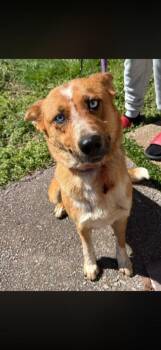 Mixed Breed Dogs Available for Adoption - Eve | PetCurious