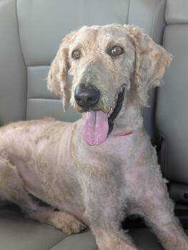 Labradoodle Dogs Available for Adoption in Baton Rouge, Louisiana - Barbie | PetCurious
