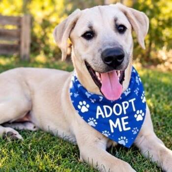 SONNY -  Labrador Retriever Dog for Adoption in Kaufman, Texas - SONNY | PetCurious