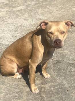 Piper -  Pit Bull Terrier Dog Available for Adoption in Willingboro, New Jersey - Piper | PetCurious
