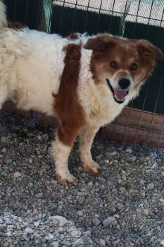 Rescue Hound Dogs for Adoption in Pahrump, Nevada - Osso | PetCurious