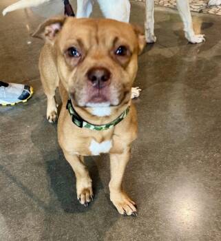 Terrier Dogs Available for Adoption in Houston, Texas - Leopold | PetCurious