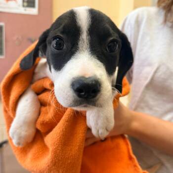 York -  Mixed Breed Dog for Adoption in Corinth, Mississippi - York | PetCurious