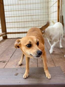 Daphne -  Chihuahua and Fox Terrier Dog for Adoption in Thompson Falls, Montana - Daphne | PetCurious