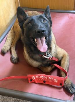 Max -  Belgian Shepherd Malinois Dog for Adoption - Max | PetCurious