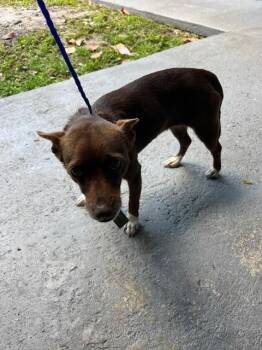 Chihuahua Dogs Available for Adoption - ELEVEN | PetCurious