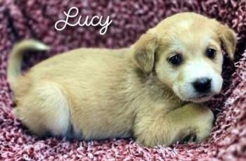 Lucy -  Shepherd and Mixed Breed Dog for Adoption in Kansas City, Missouri - Lucy | PetCurious
