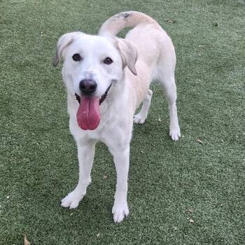 Labrador Retriever Dogs Available for Adoption - Daisy | PetCurious