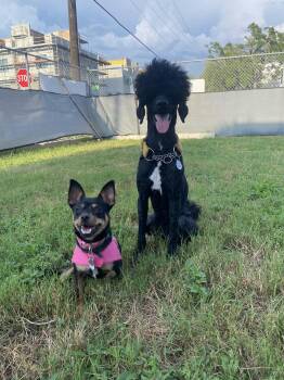 Miniature Pinscher Dogs Available for Adoption in Pinellas Park, Florida - Priscilla | PetCurious