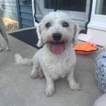 Vera -  Bichon Frise Dog for Adoption in Dekalb, Illinois - Vera | PetCurious