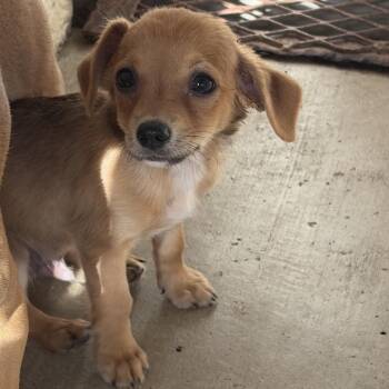 Po -  Chihuahua and Mixed Breed Dog for Adoption in Edinburg, Texas - Po | PetCurious