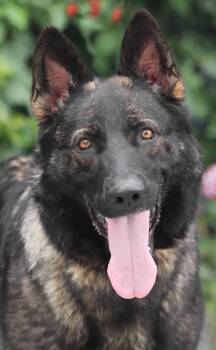 Gretel von Granzin -  German Shepherd Dog Dog for Adoption in Los Angeles, California - Gretel Von Granzin | PetCurious