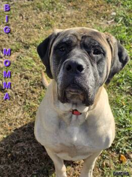 Rescue Mastiff Dogs for Adoption in Burlington, Iowa - Big Momma | PetCurious
