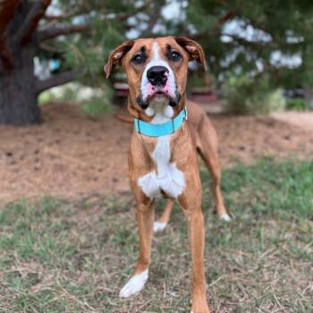 Portland--In Foster -  Boxer and Labrador Retriever Dog for Adoption in Fargo, North Dakota - Portland--In Foster | PetCurious