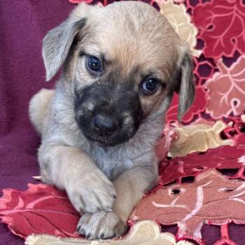 Nutmeg -  Mountain Cur Dog for Adoption in Cartersville, Georgia - Nutmeg | PetCurious
