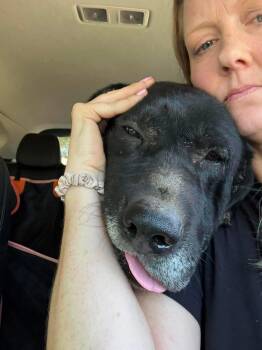 Wyatt -  Labrador Retriever Dog for Adoption in San Diego, California - Wyatt | PetCurious