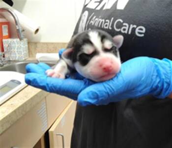 MALCOLM -  Siberian Husky and Mixed Breed Dog for Adoption in Albuquerque, New Mexico - MALCOLM | PetCurious