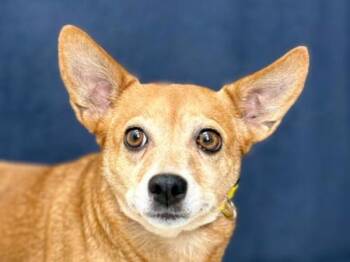 Jeanie -  Chihuahua Dog for Adoption in Portland, Oregon - Jeanie | PetCurious