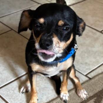 Queen Luna -  Chihuahua Dog Available for Adoption in Gulfport, Mississippi - Queen Luna | PetCurious