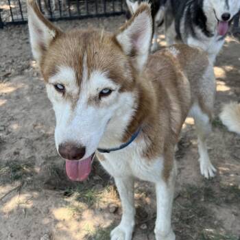 Rescue Husky Dogs for Adoption in Eufaula, Oklahoma - Anna | PetCurious