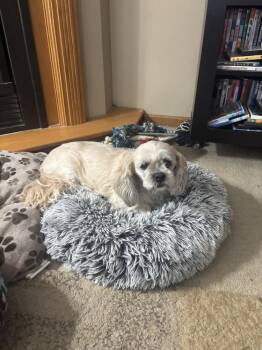 Lhasa Apso - Grace Ann - bonded pair with Olivia -  Lhasa Apso Dog for Adoption in Omaha, Nebraska - Lhasa Apso - Grace Ann - Bonded Pair With Olivia | PetCurious