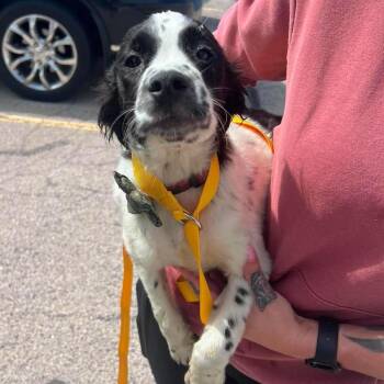 Buddy -  Spaniel and Mixed Breed Dog for Adoption in Campton Hills, Illinois - Buddy | PetCurious