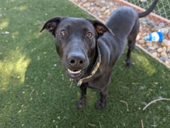 Labrador Retriever Dogs Available for Adoption in Antioch, California - RIVER | PetCurious